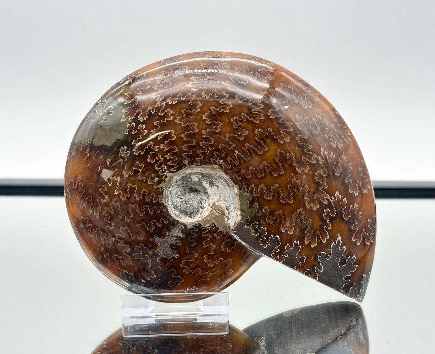 Large Ammonite Fossil Gift, Cleoniceras Whole, Natural Fossil Specimen, Madagascar, Unique Prehistoric Decor #16