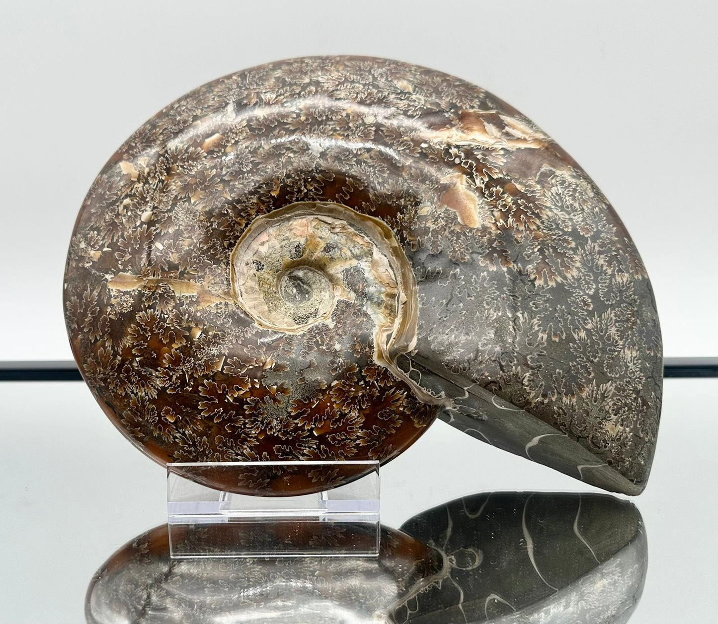 Large Ammonite Fossil Gift, Cleoniceras Whole, Natural Fossil Specimen, Madagascar, Unique Prehistoric Decor #17