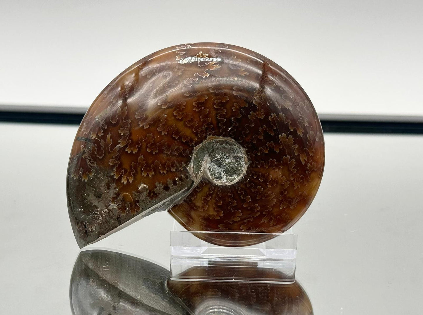 Ammonite Fossil Gift, Cleoniceras Whole, Natural Fossil Specimen, Madagascar, Unique Prehistoric Decor #14