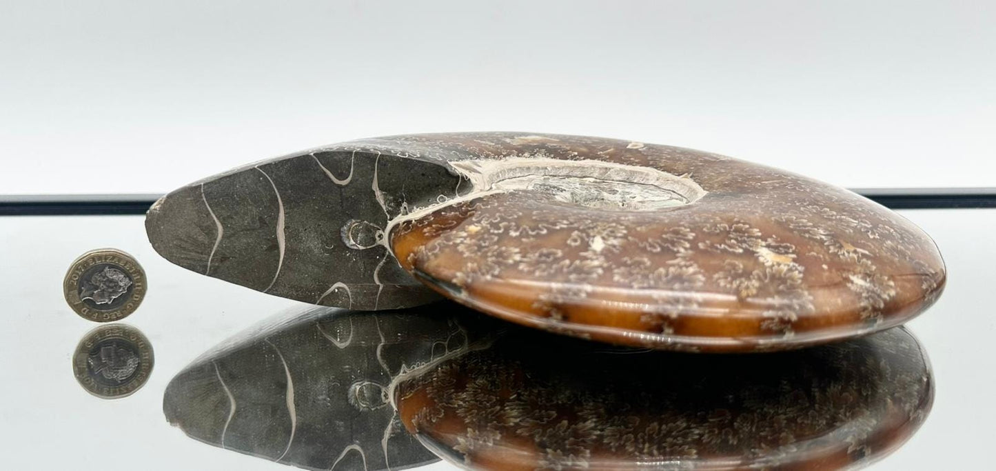 Large Ammonite Fossil Gift, Cleoniceras Whole, Natural Fossil Specimen, Madagascar, Unique Prehistoric Decor #17