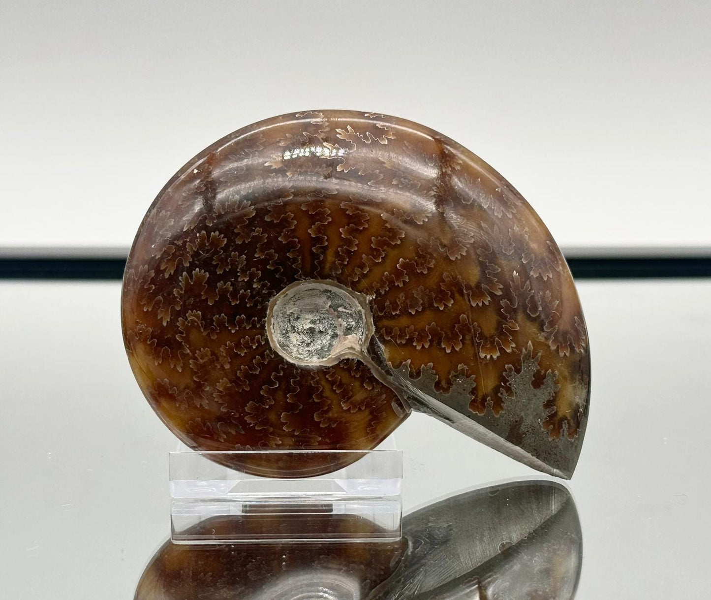 Ammonite Fossil Gift, Cleoniceras Whole, Natural Fossil Specimen, Madagascar, Unique Prehistoric Decor #14