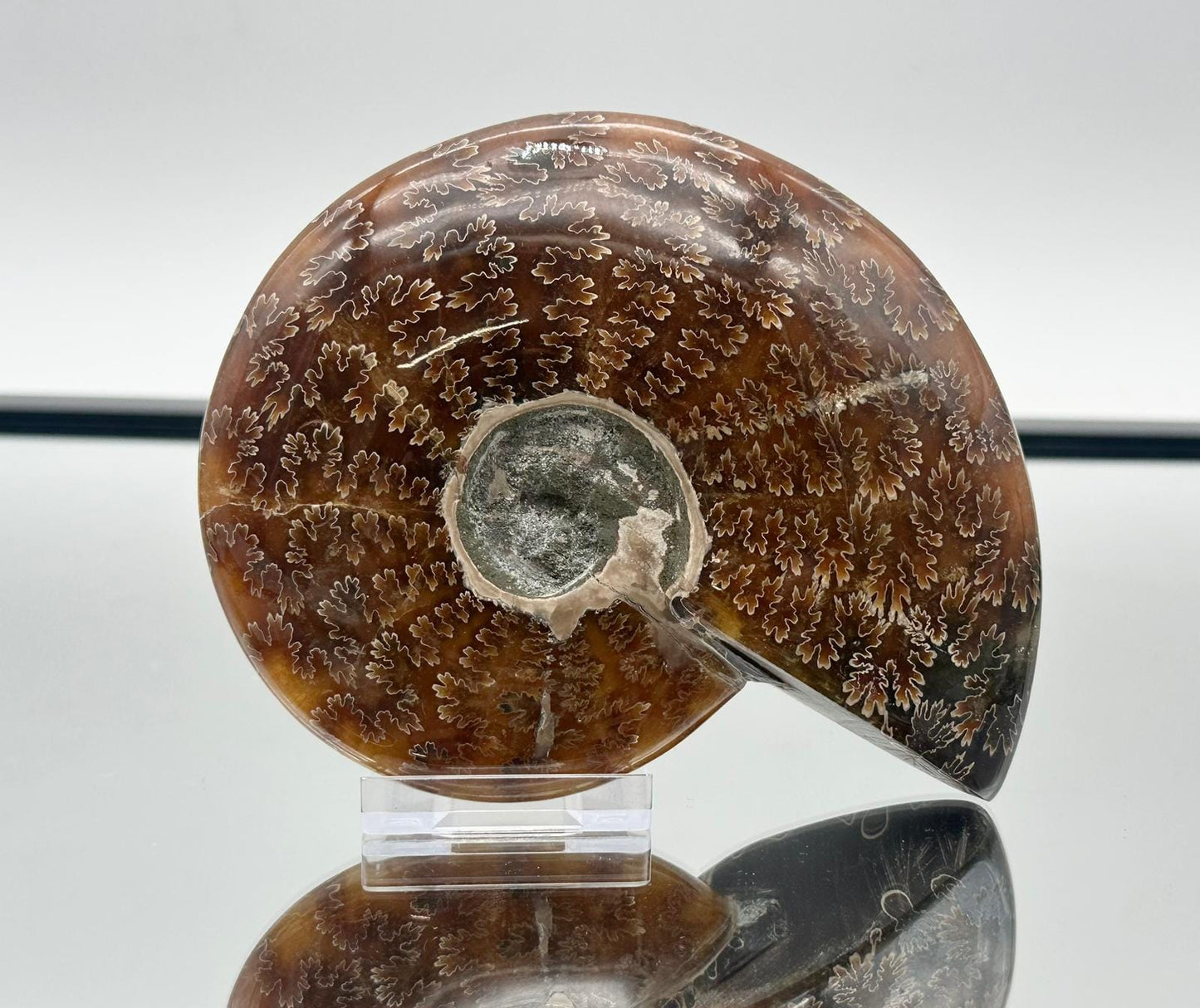 Ammonite Fossil Gift, Cleoniceras Whole, Natural Fossil Specimen, Madagascar, Unique Prehistoric Decor #12