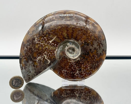 Ammonite Fossil Gift, Cleoniceras Whole, Natural Fossil Specimen, Madagascar, Unique Prehistoric Decor #11