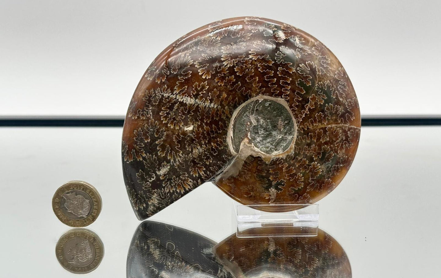 Ammonite Fossil Gift, Cleoniceras Whole, Natural Fossil Specimen, Madagascar, Unique Prehistoric Decor #12