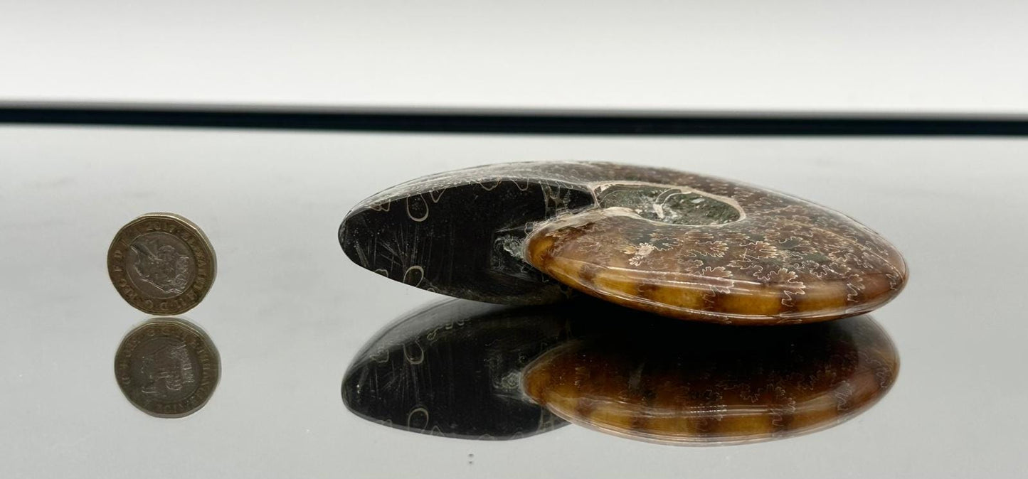 Ammonite Fossil Gift, Cleoniceras Whole, Natural Fossil Specimen, Madagascar, Unique Prehistoric Decor #12