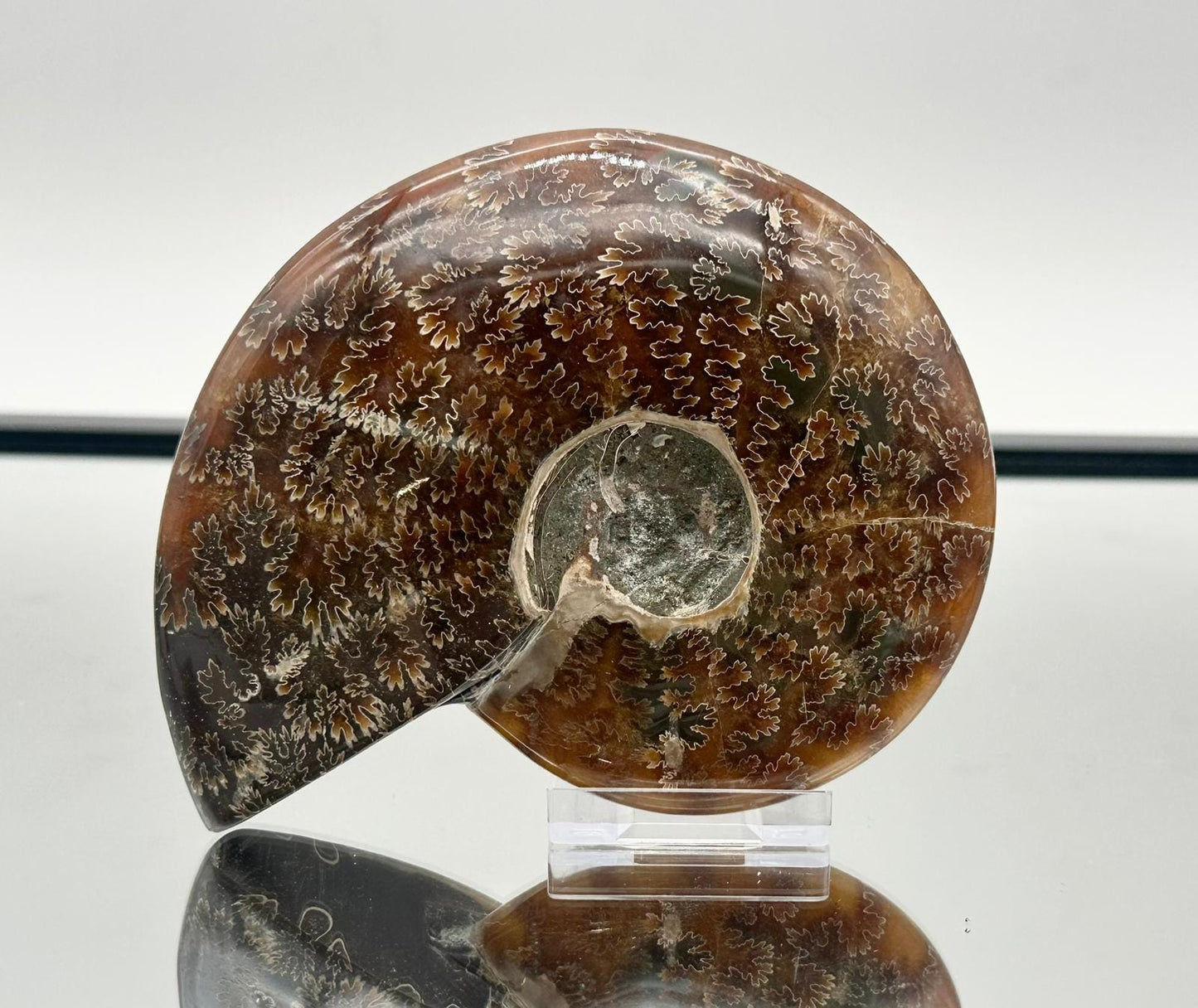 Ammonite Fossil Gift, Cleoniceras Whole, Natural Fossil Specimen, Madagascar, Unique Prehistoric Decor #12