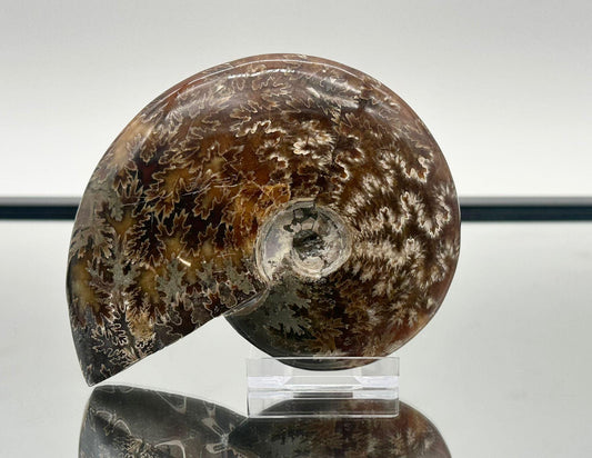 Ammonite Fossil Gift, Cleoniceras Whole, Natural Fossil Specimen, Madagascar, Unique Prehistoric Decor #9