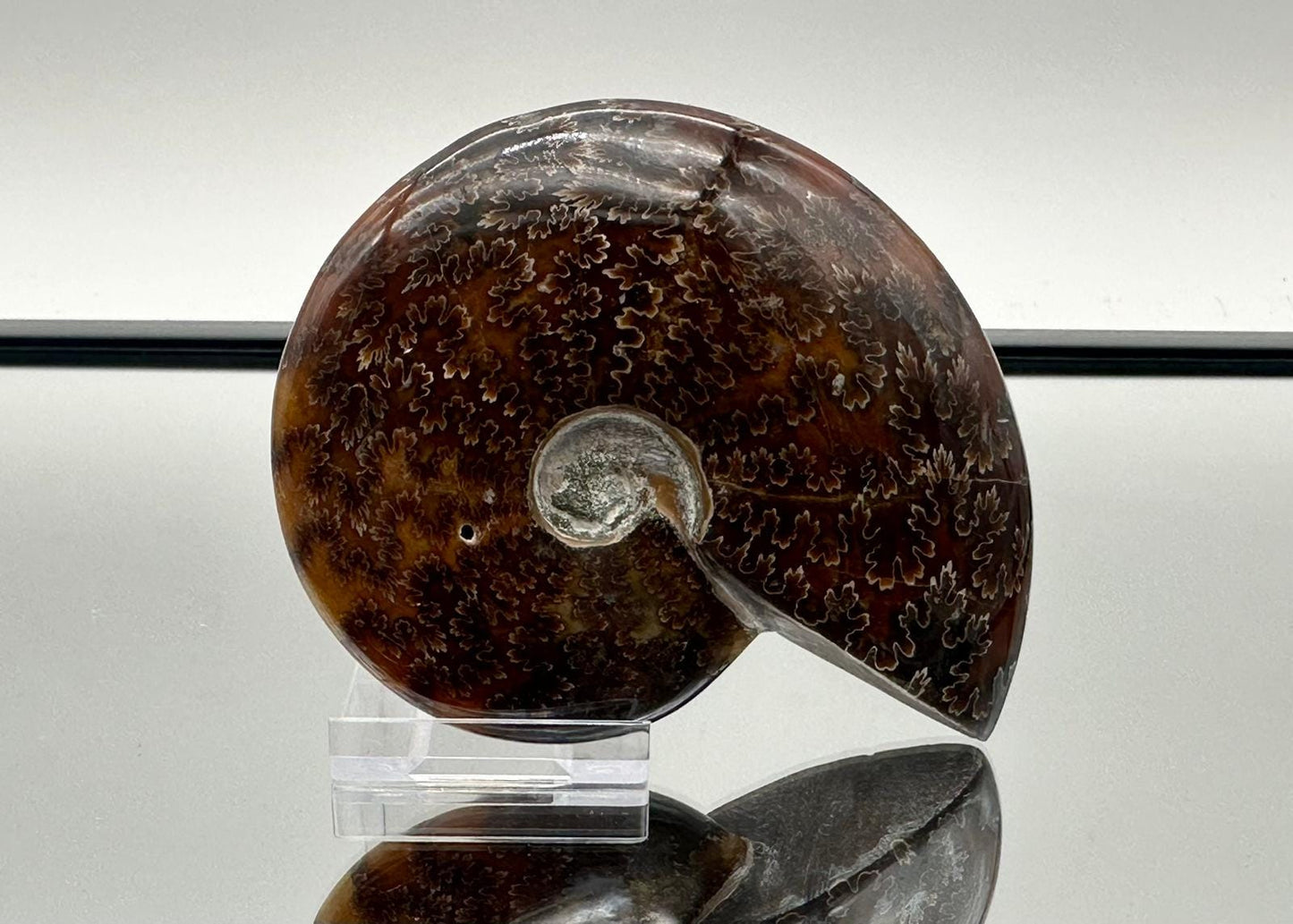 Ammonite Fossil Gift, Cleoniceras Whole, Natural Fossil Specimen, Madagascar, Unique Prehistoric Decor #10