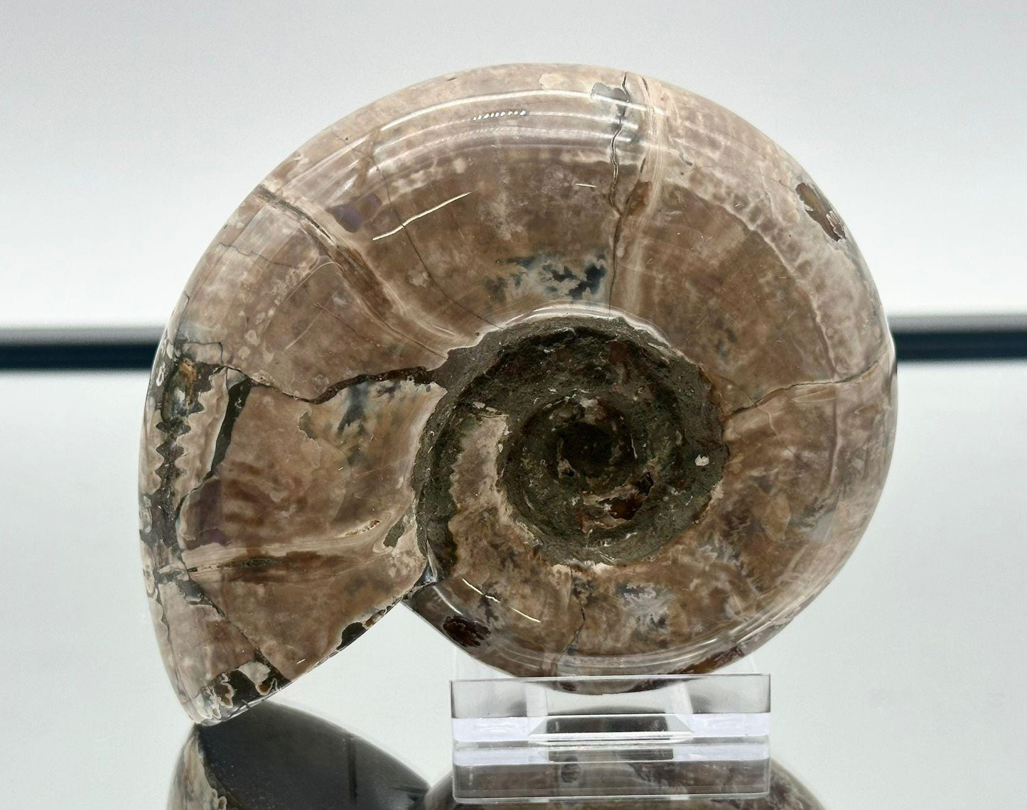 Ammonite Fossil Gift, Cleoniceras Whole, Natural Fossil Specimen, Madagascar, Unique Prehistoric Decor #8