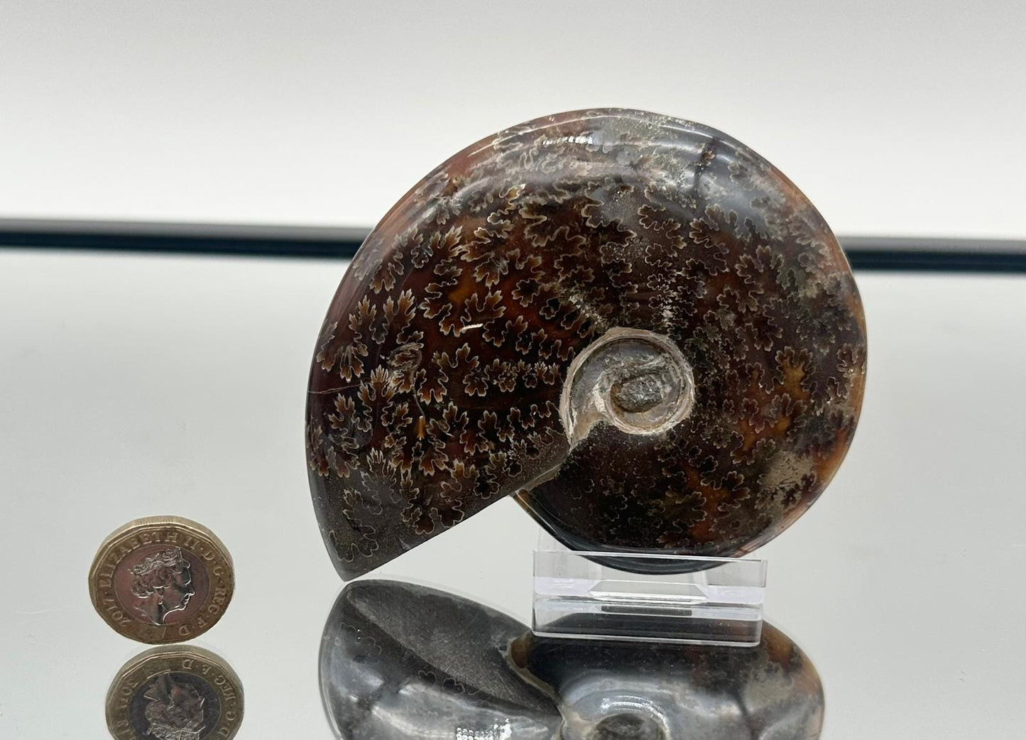 Ammonite Fossil Gift, Cleoniceras Whole, Natural Fossil Specimen, Madagascar, Unique Prehistoric Decor #10