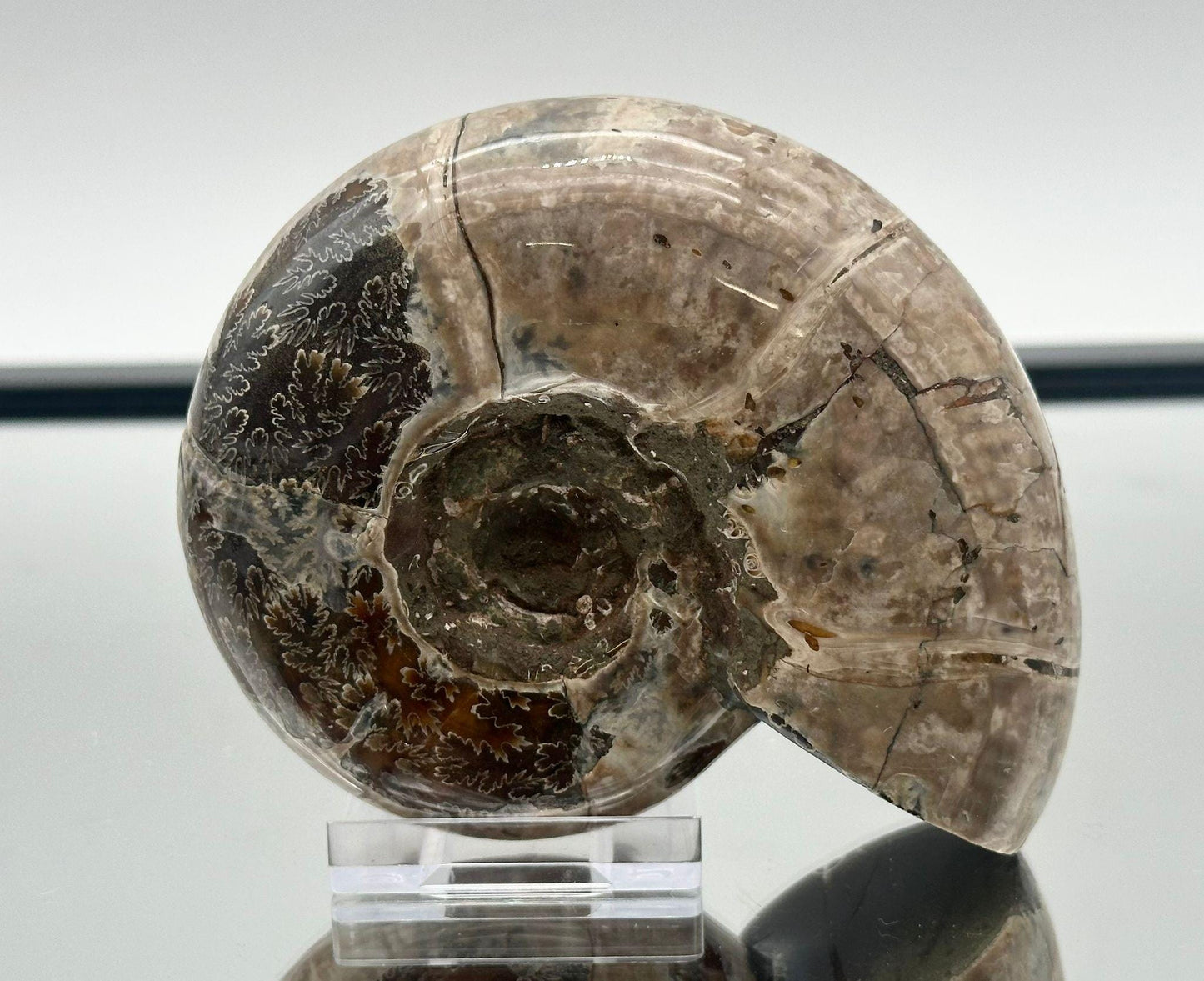 Ammonite Fossil Gift, Cleoniceras Whole, Natural Fossil Specimen, Madagascar, Unique Prehistoric Decor #8