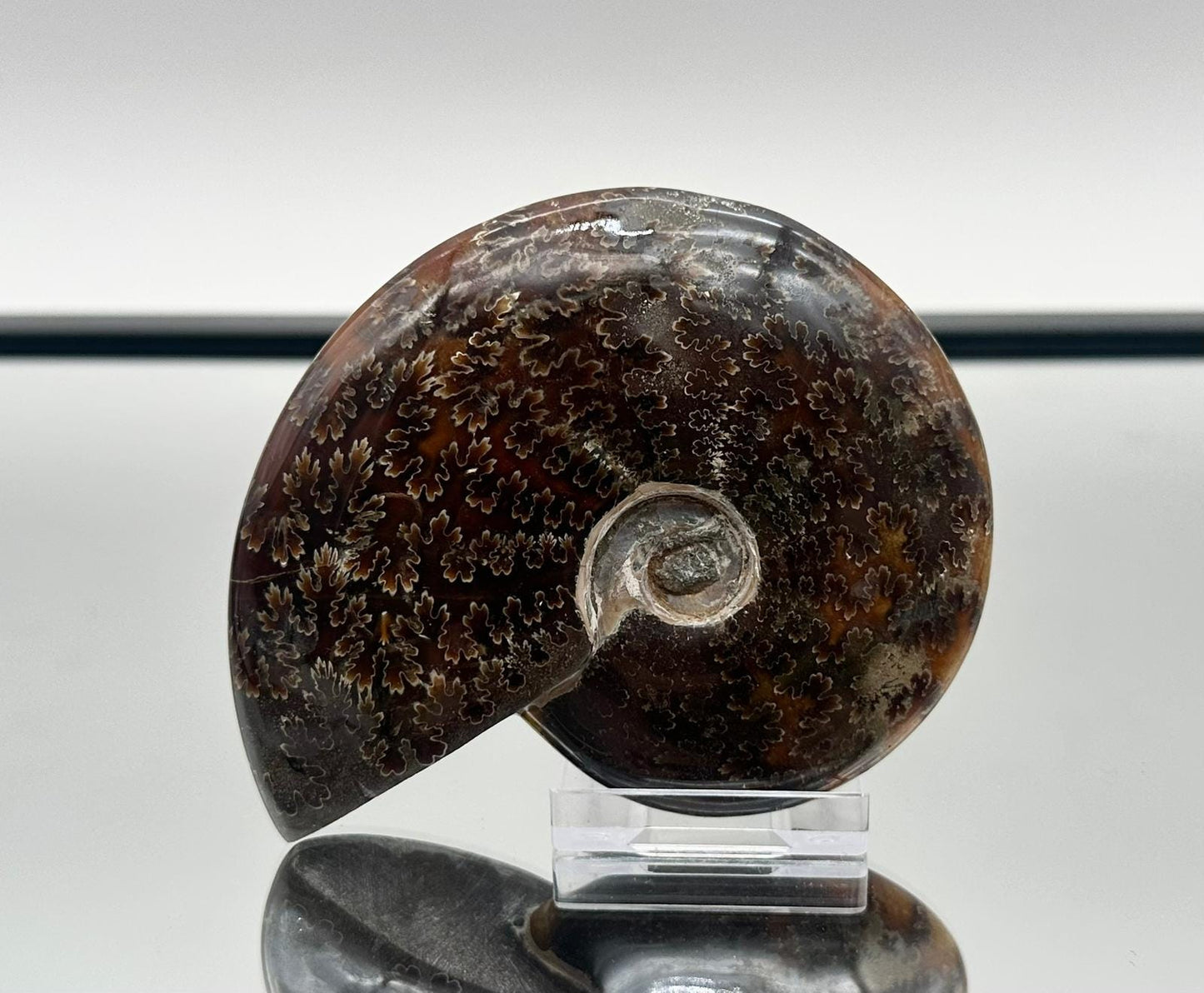 Ammonite Fossil Gift, Cleoniceras Whole, Natural Fossil Specimen, Madagascar, Unique Prehistoric Decor #10