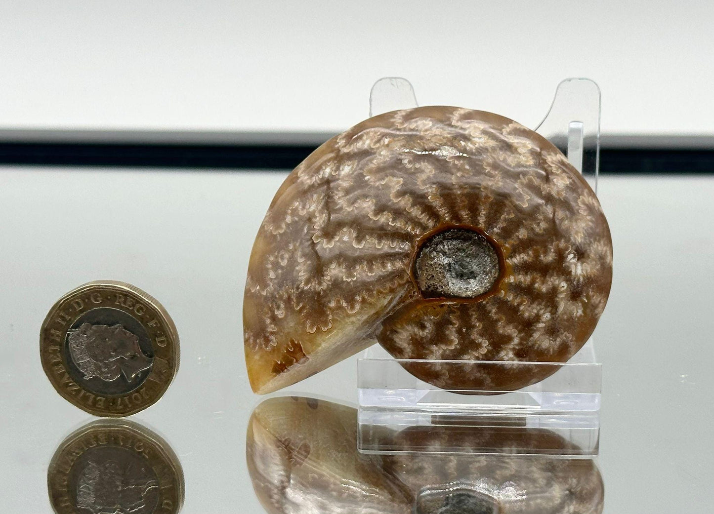 Ammonite Fossil Gift, Cleoniceras Whole, Natural Fossil Specimen, Madagascar, Unique Prehistoric Decor #7