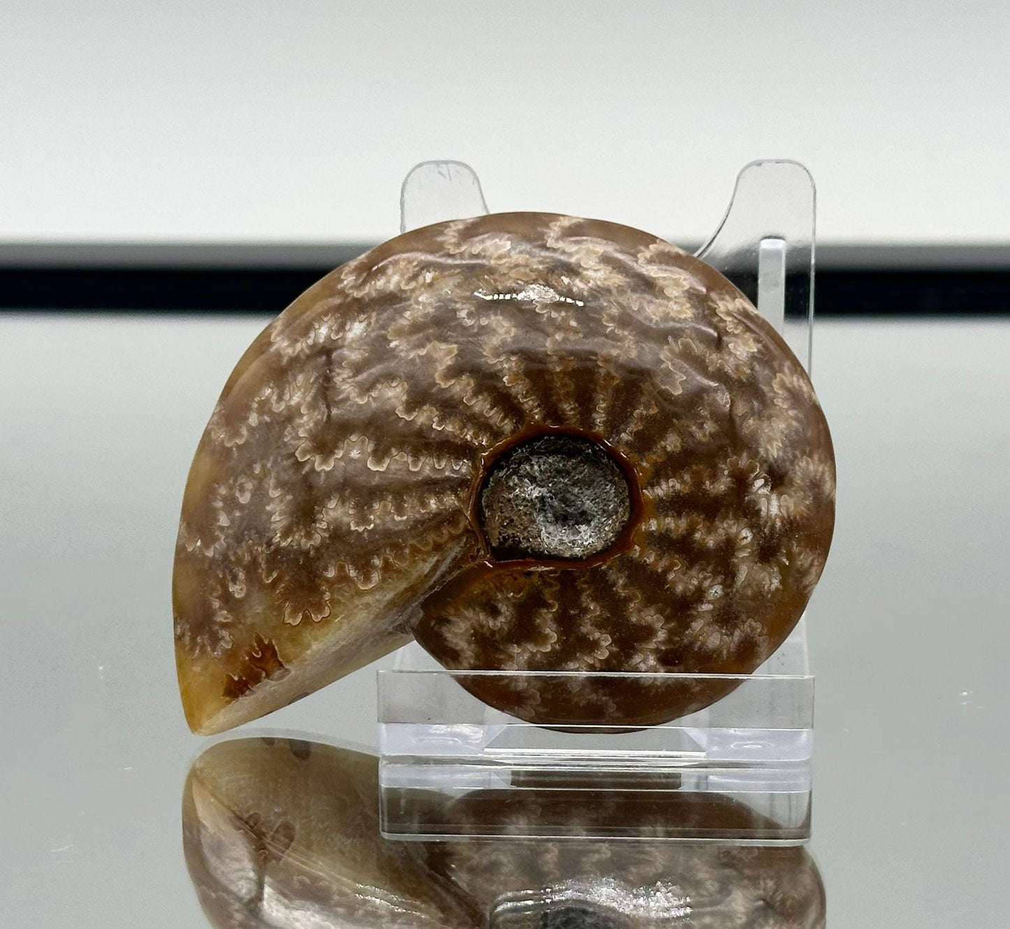 Ammonite Fossil Gift, Cleoniceras Whole, Natural Fossil Specimen, Madagascar, Unique Prehistoric Decor #7