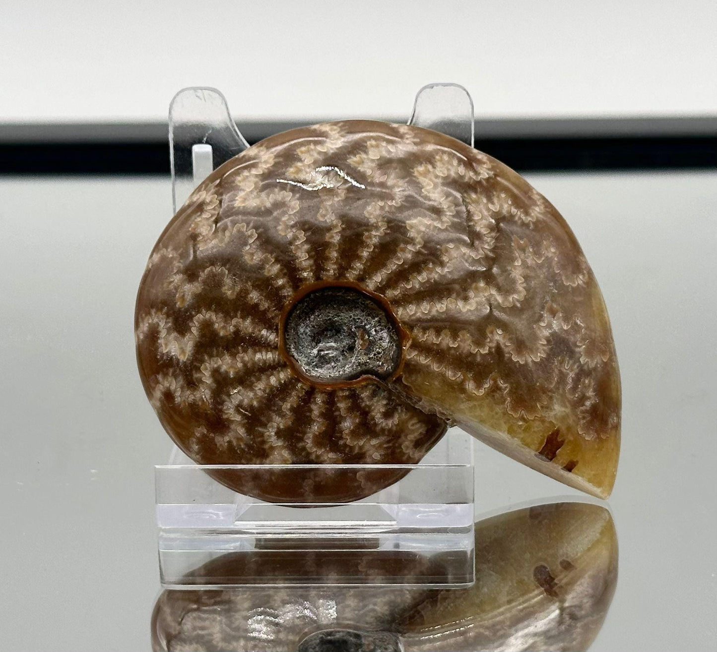 Ammonite Fossil Gift, Cleoniceras Whole, Natural Fossil Specimen, Madagascar, Unique Prehistoric Decor #7
