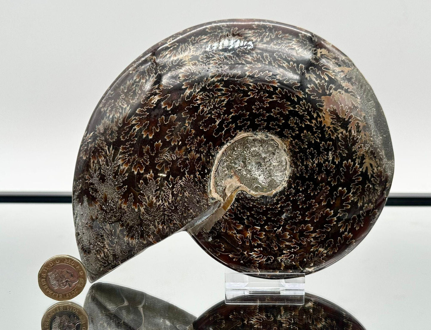 Large Ammonite Fossil Gift, Cleoniceras Whole, Natural Fossil Specimen, Madagascar, Unique Prehistoric Decor #6