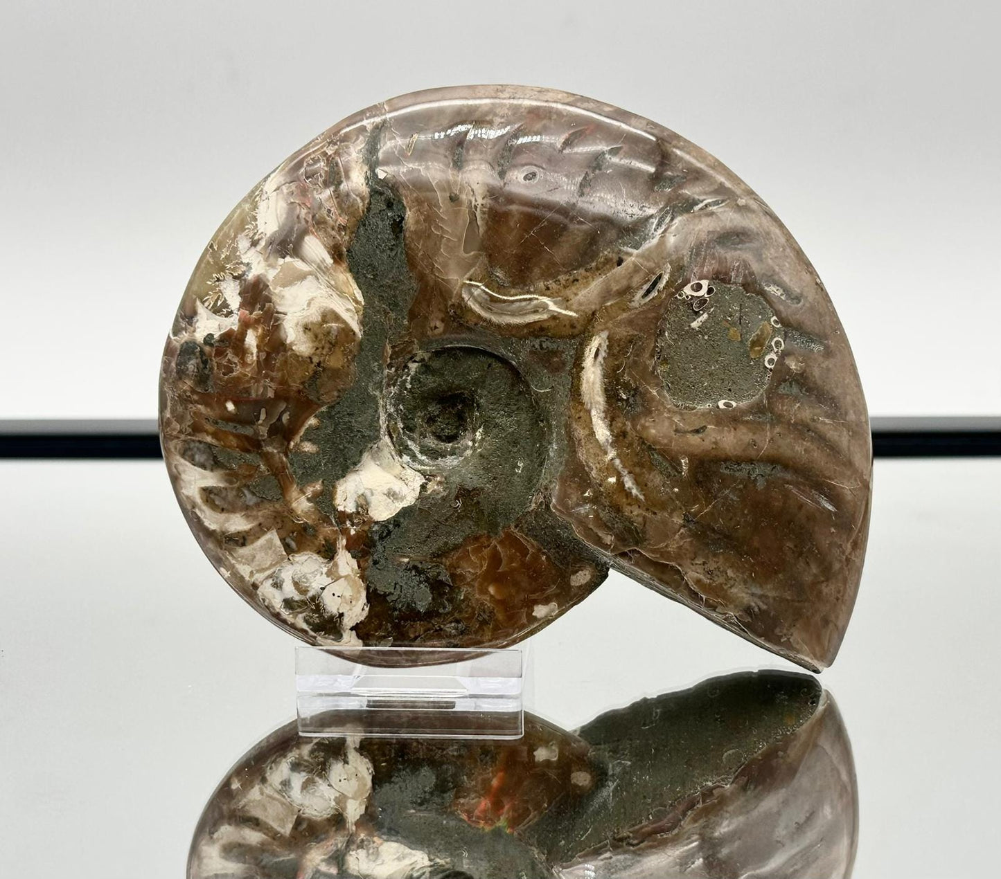 Ammonite Fossil Gift, Cleoniceras Whole, Natural Fossil Specimen, Madagascar, Unique Prehistoric Decor #5