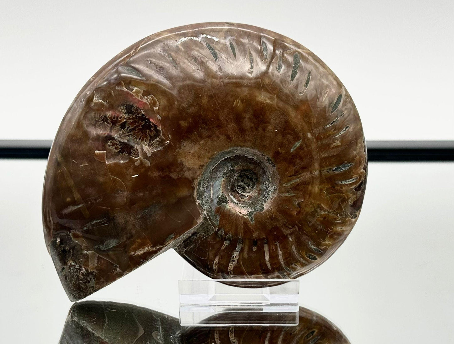 Ammonite Fossil Gift, Cleoniceras Whole, Natural Fossil Specimen, Madagascar, Unique Prehistoric Decor #4