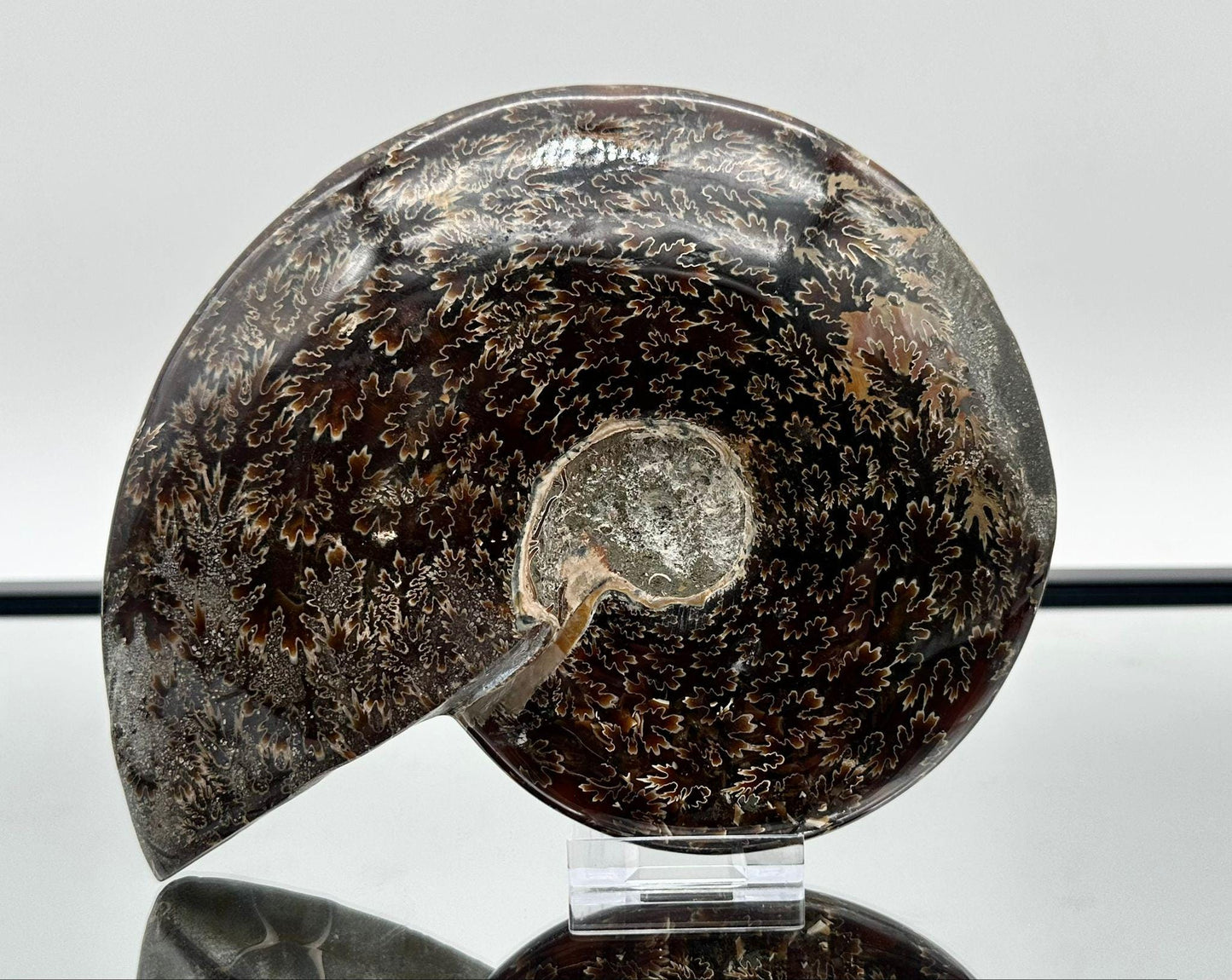 Large Ammonite Fossil Gift, Cleoniceras Whole, Natural Fossil Specimen, Madagascar, Unique Prehistoric Decor #6