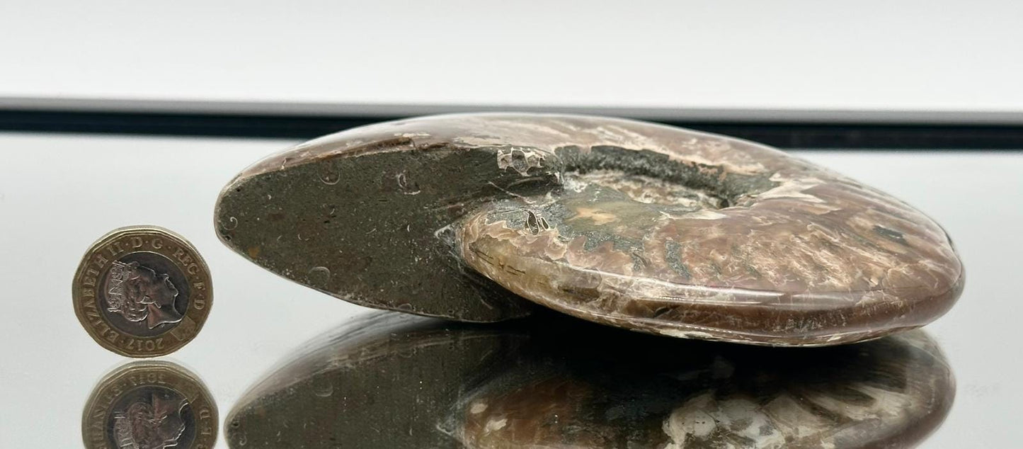 Ammonite Fossil Gift, Cleoniceras Whole, Natural Fossil Specimen, Madagascar, Unique Prehistoric Decor #5