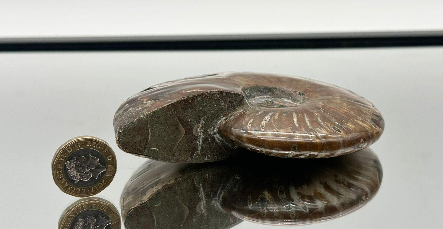 Ammonite Fossil Gift, Cleoniceras Whole, Natural Fossil Specimen, Madagascar, Unique Prehistoric Decor #4