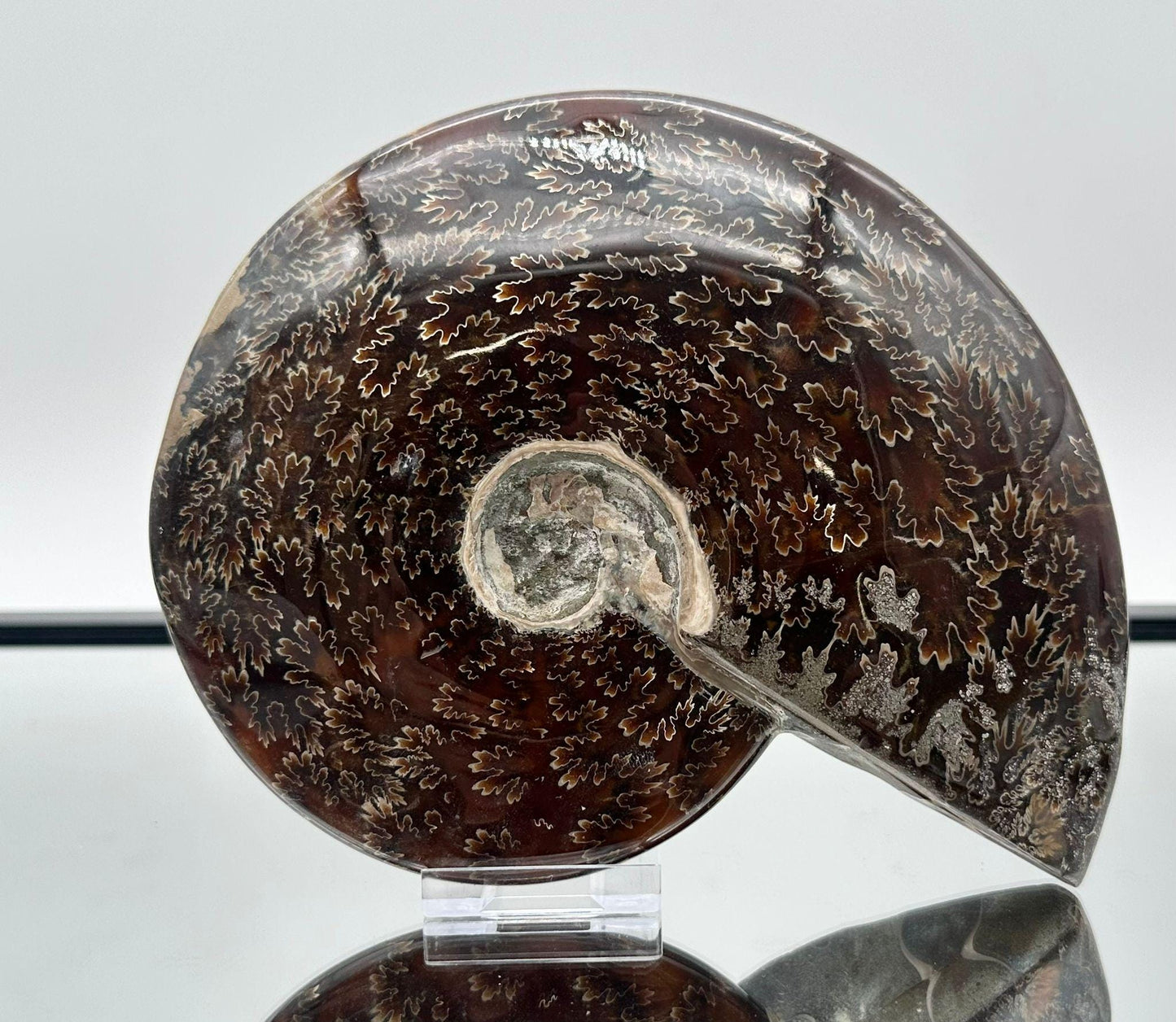 Large Ammonite Fossil Gift, Cleoniceras Whole, Natural Fossil Specimen, Madagascar, Unique Prehistoric Decor #6