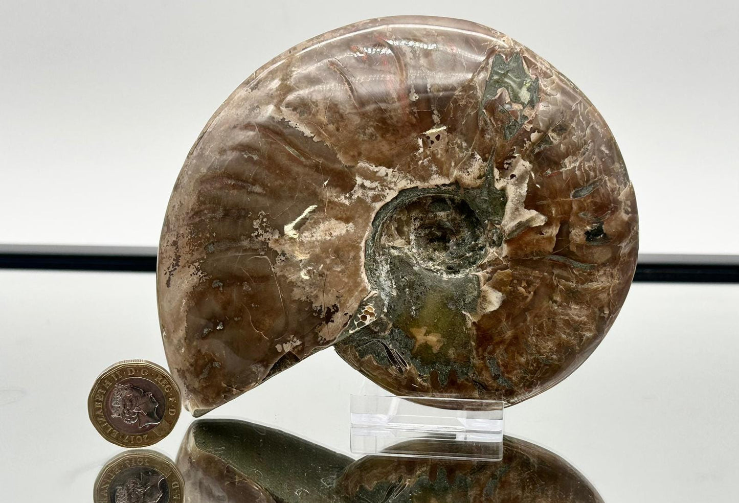 Ammonite Fossil Gift, Cleoniceras Whole, Natural Fossil Specimen, Madagascar, Unique Prehistoric Decor #5