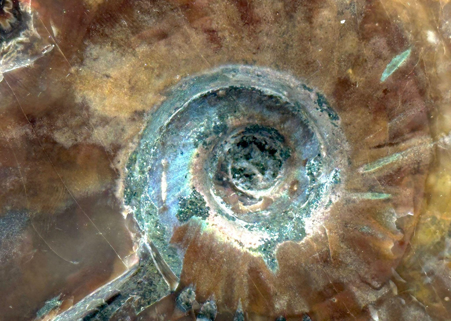 Ammonite Fossil Gift, Cleoniceras Whole, Natural Fossil Specimen, Madagascar, Unique Prehistoric Decor #4