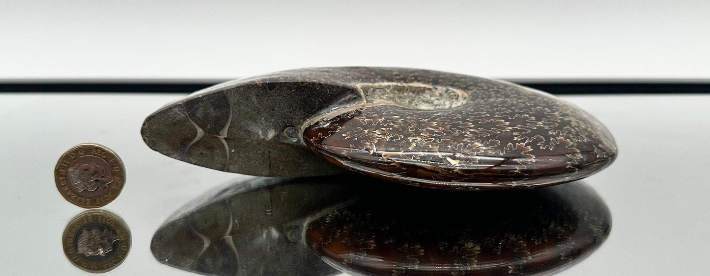 Large Ammonite Fossil Gift, Cleoniceras Whole, Natural Fossil Specimen, Madagascar, Unique Prehistoric Decor #6
