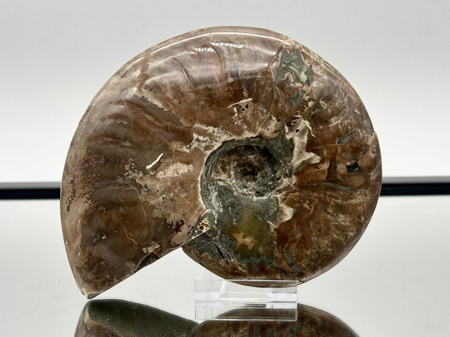 Ammonite Fossil Gift, Cleoniceras Whole, Natural Fossil Specimen, Madagascar, Unique Prehistoric Decor #5
