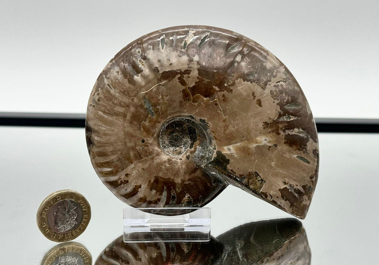 Ammonite Fossil Gift, Cleoniceras Whole, Natural Fossil Specimen, Madagascar, Unique Prehistoric Decor #4
