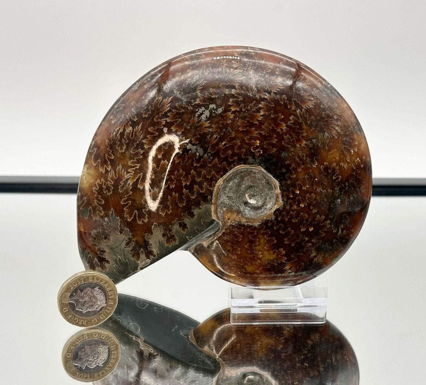 Ammonite Fossil Gift, Cleoniceras Whole, Natural Fossil Specimen, Madagascar, Unique Prehistoric Decor #2