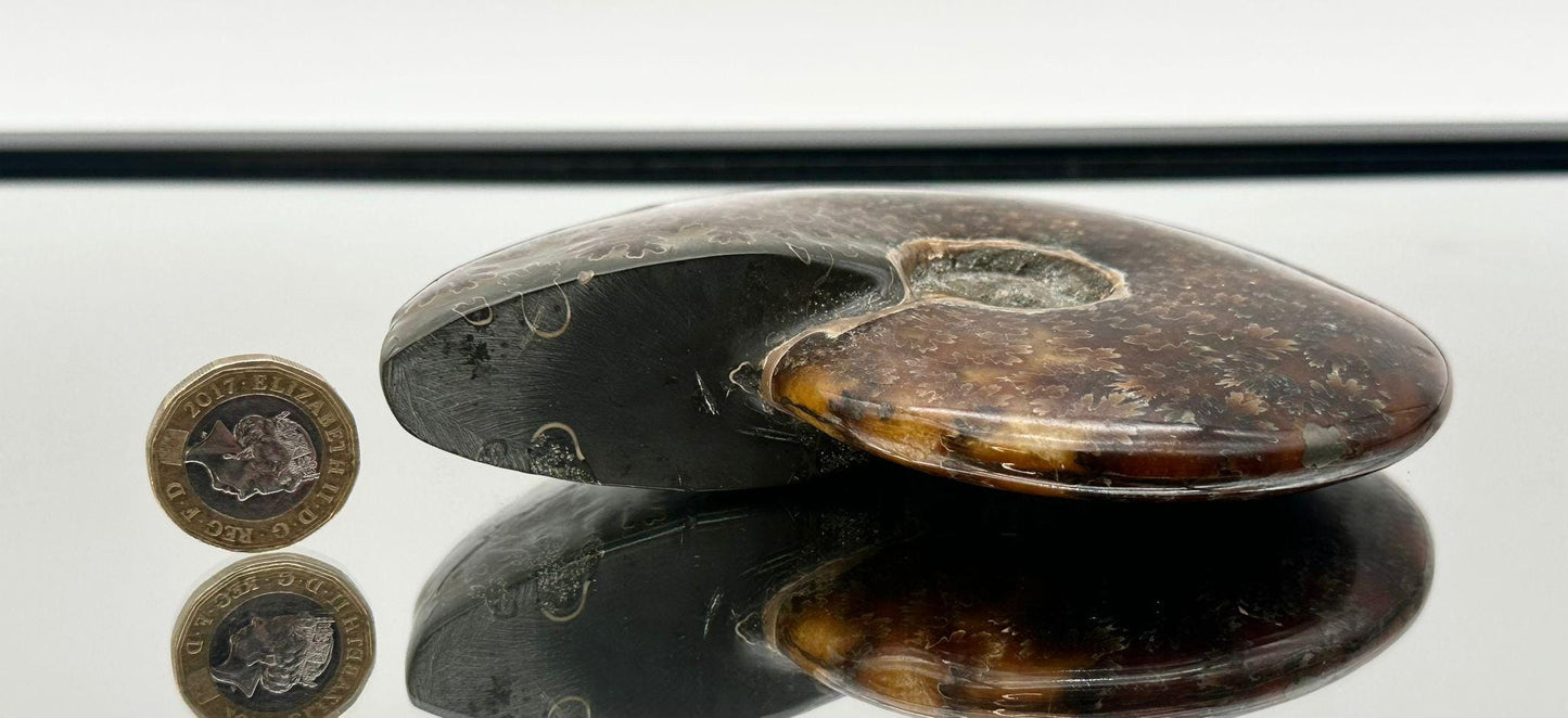 Ammonite Fossil Gift, Cleoniceras Whole, Natural Fossil Specimen, Madagascar, Unique Prehistoric Decor #2