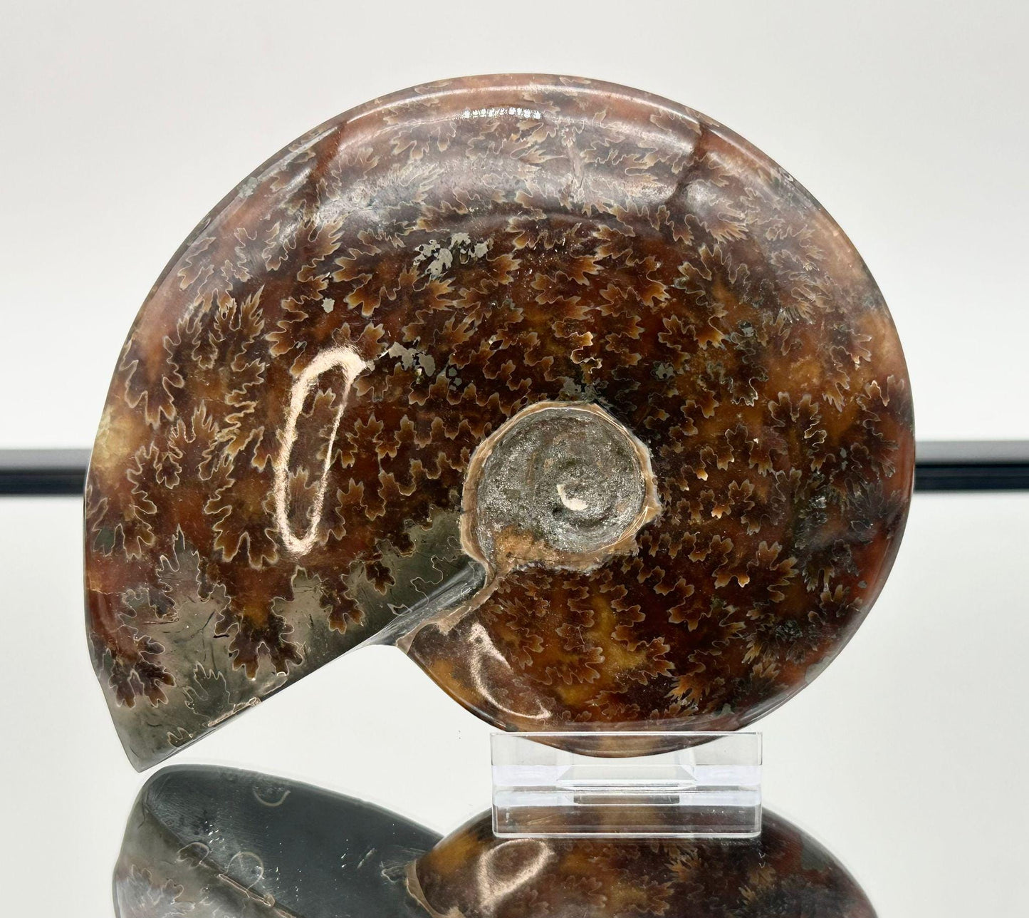 Ammonite Fossil Gift, Cleoniceras Whole, Natural Fossil Specimen, Madagascar, Unique Prehistoric Decor #2