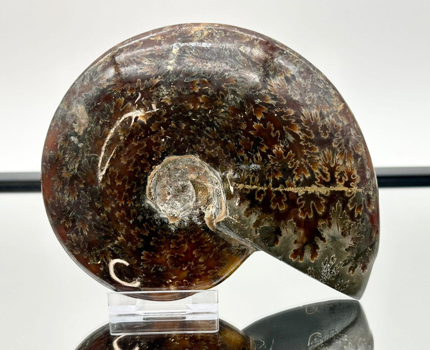 Ammonite Fossil Gift, Cleoniceras Whole, Natural Fossil Specimen, Madagascar, Unique Prehistoric Decor #2