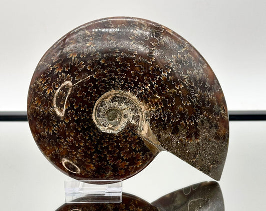 Ammonite Fossil Gift, Cleoniceras Whole, Natural Fossil Specimen, Madagascar, Unique Prehistoric Decor #3