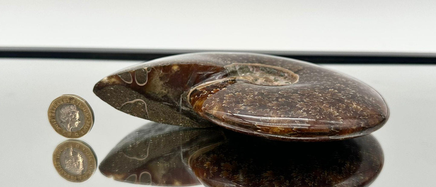 Ammonite Fossil Gift, Cleoniceras Whole, Natural Fossil Specimen, Madagascar, Unique Prehistoric Decor #3
