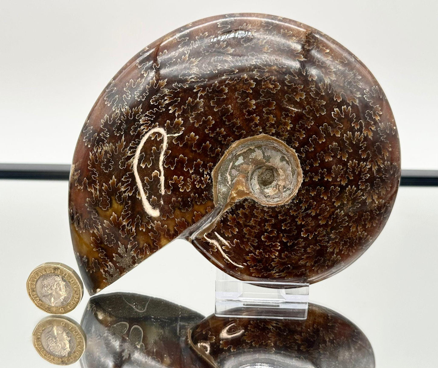 Ammonite Fossil Gift, Cleoniceras Whole, Natural Fossil Specimen, Madagascar, Unique Prehistoric Decor #3