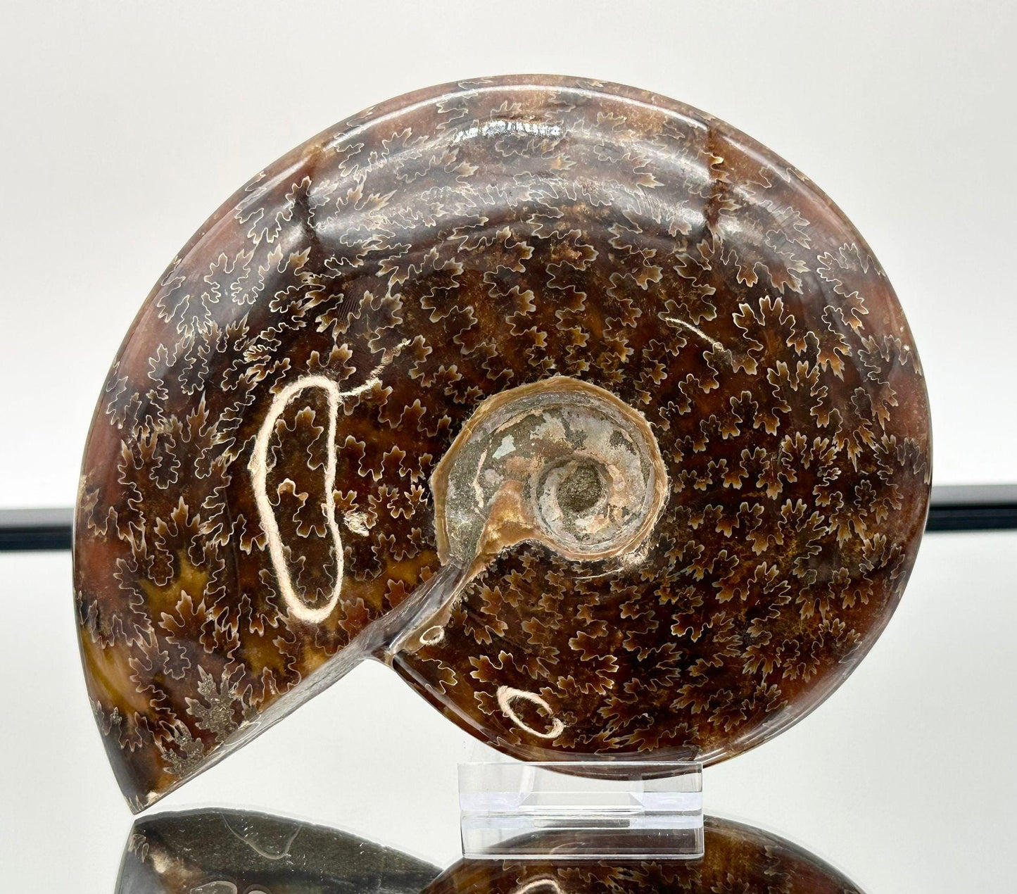 Ammonite Fossil Gift, Cleoniceras Whole, Natural Fossil Specimen, Madagascar, Unique Prehistoric Decor #3