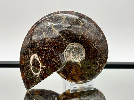 Ammonite Fossil Gift, Cleoniceras Whole, Natural Fossil Specimen, Madagascar, Unique Prehistoric Decor #1