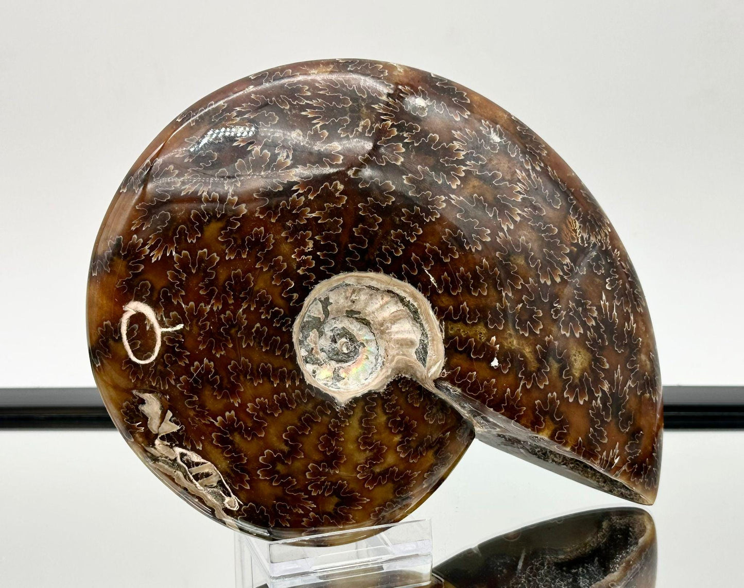 Ammonite Fossil Gift, Cleoniceras Whole, Natural Fossil Specimen, Madagascar, Unique Prehistoric Decor #1