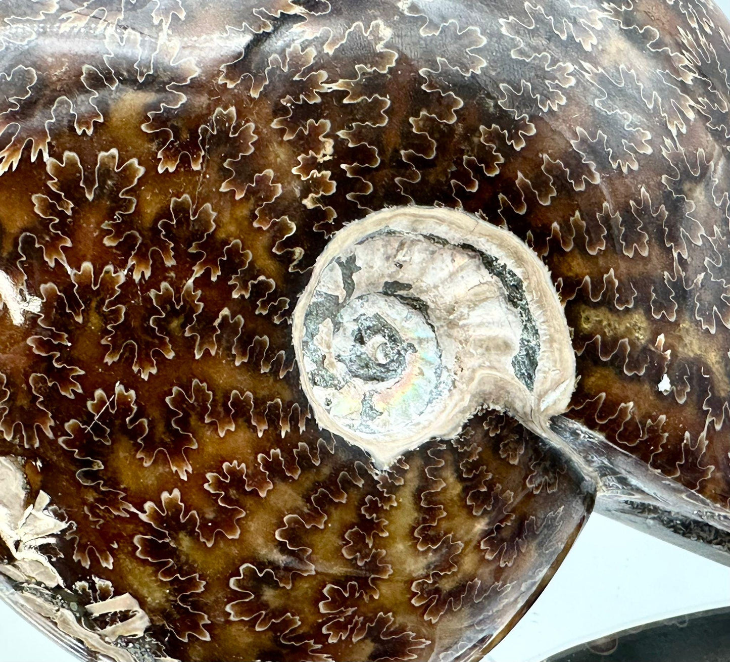 Ammonite Fossil Gift, Cleoniceras Whole, Natural Fossil Specimen, Madagascar, Unique Prehistoric Decor #1