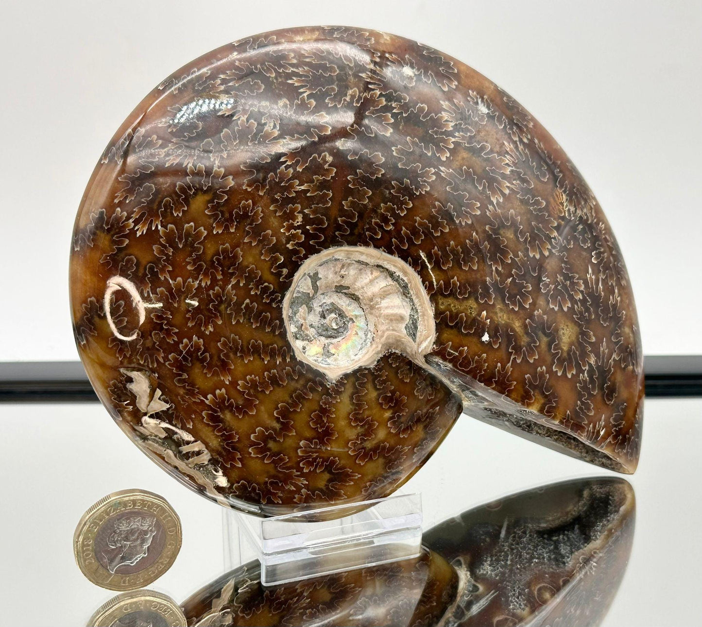 Ammonite Fossil Gift, Cleoniceras Whole, Natural Fossil Specimen, Madagascar, Unique Prehistoric Decor #1