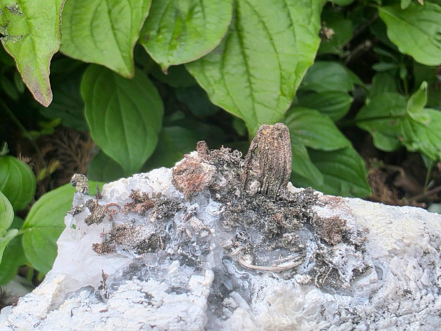 Natural Native Silver Wire Crystal Specimen | Collectors Mineral Specimen #9