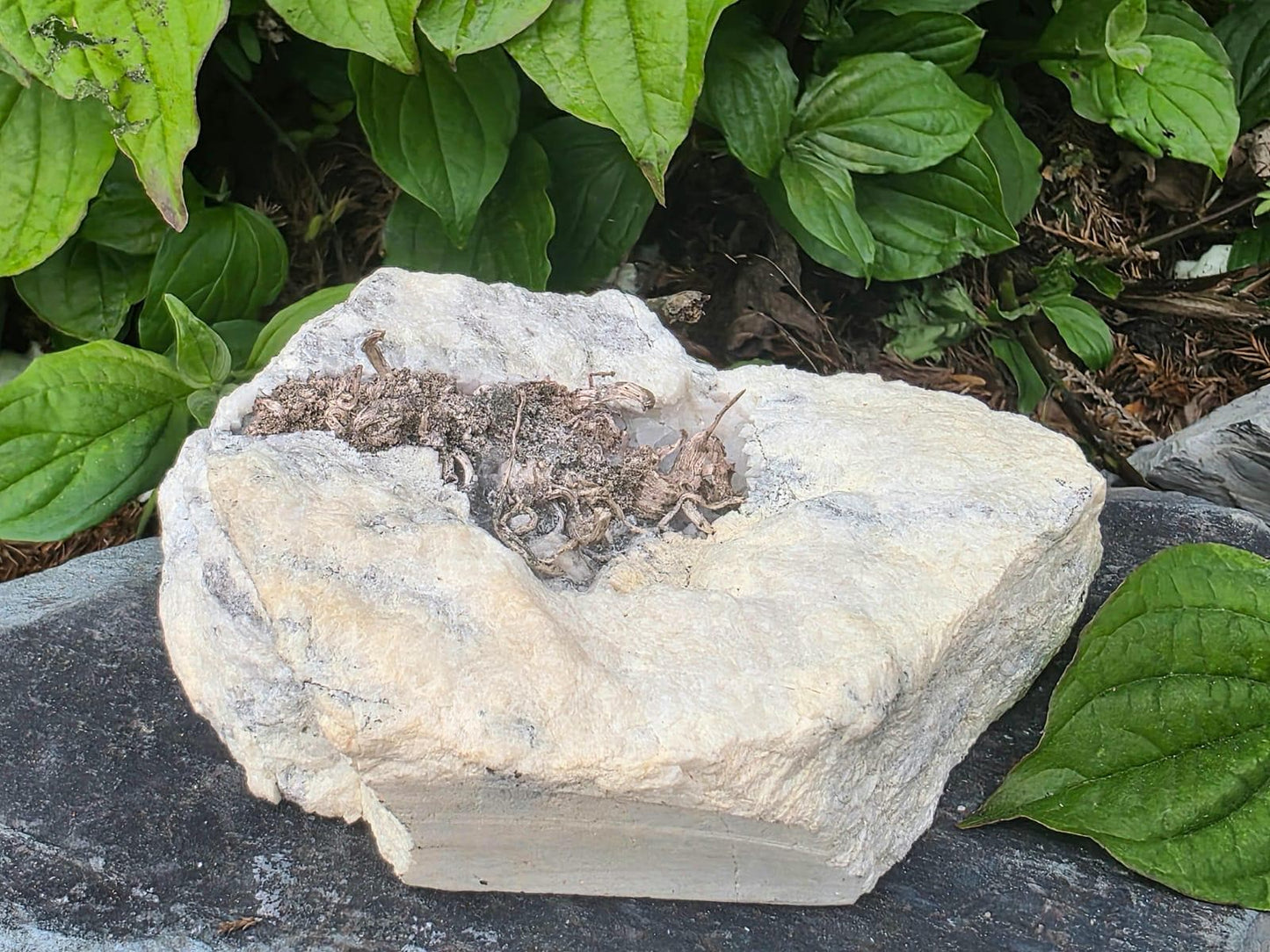 Natural Native Wire Silver in Calcite Cavity | Collectors Mineral Specimen #4