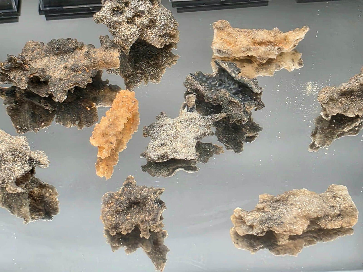 Small Fulgurite Collector Specimen in Display Case - Petrified Lightning Stone Glass from Algeria Desert