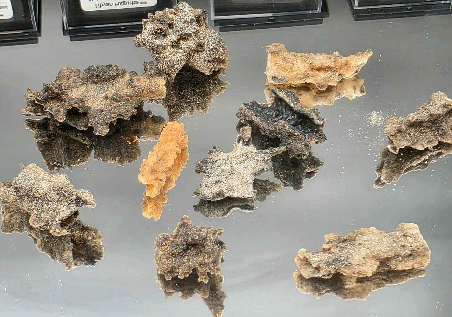 Small Fulgurite Collector Specimen in Display Case - Petrified Lightning Stone Glass from Algeria Desert