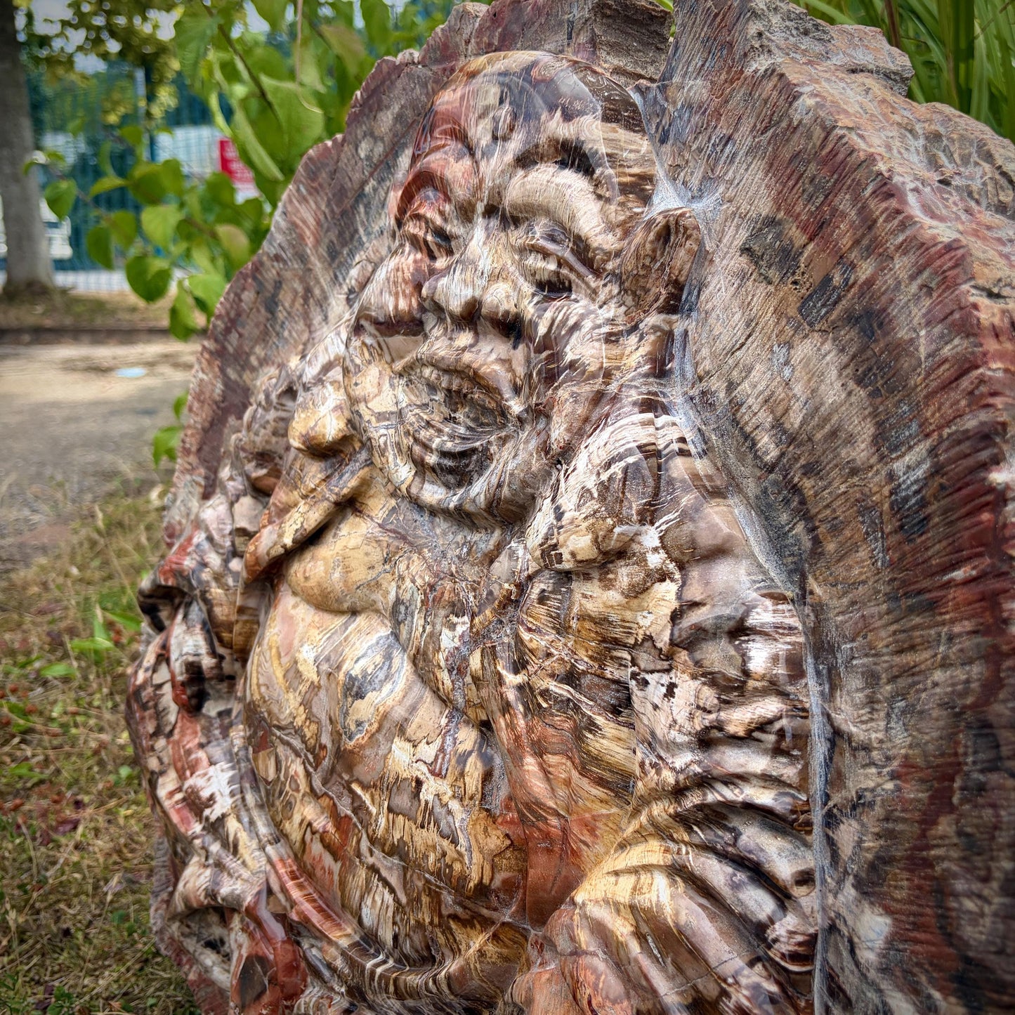 XXL Laughing Buddha Fossil Wood Slab | 52.6kg