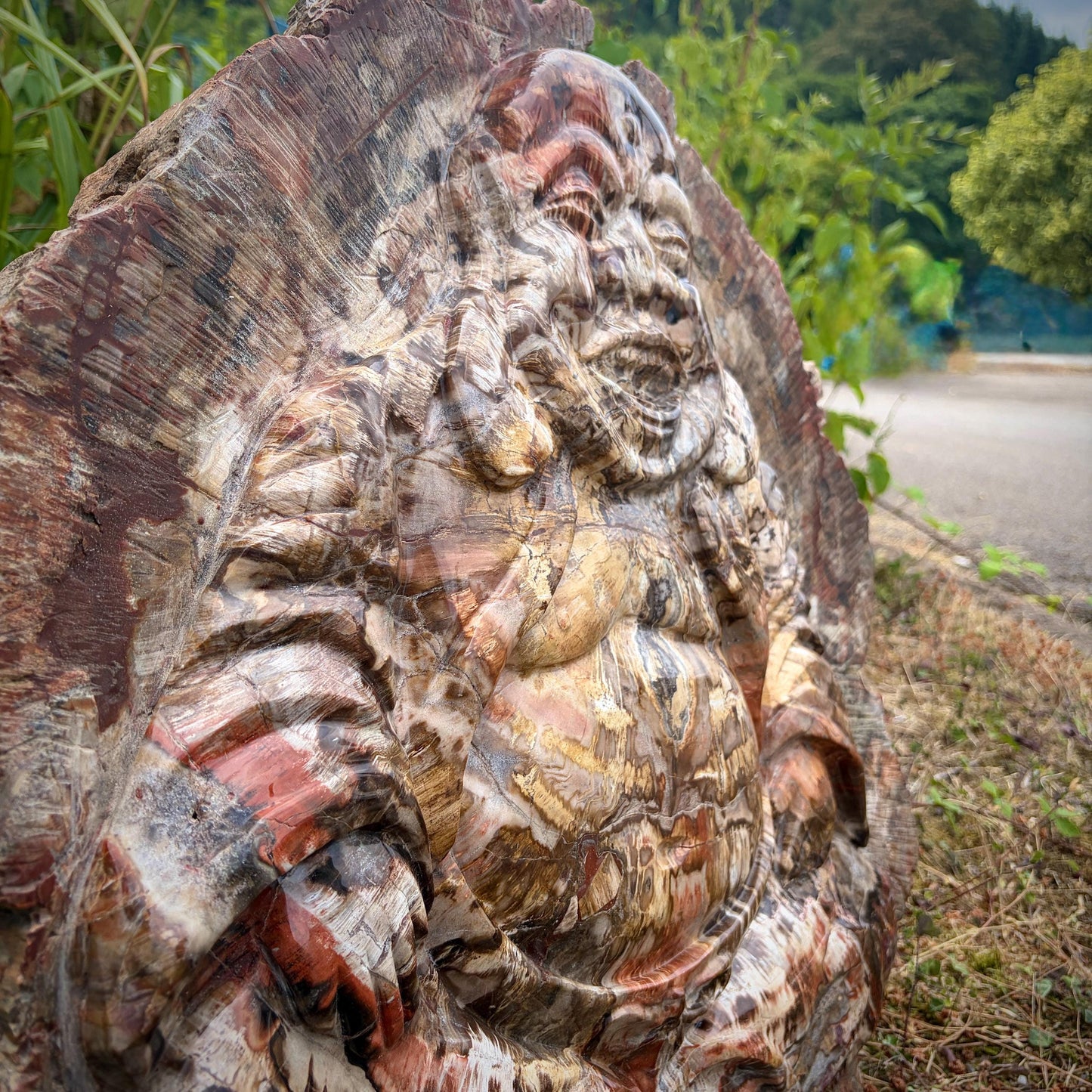 XXL Laughing Buddha Fossil Wood Slab | 52.6kg