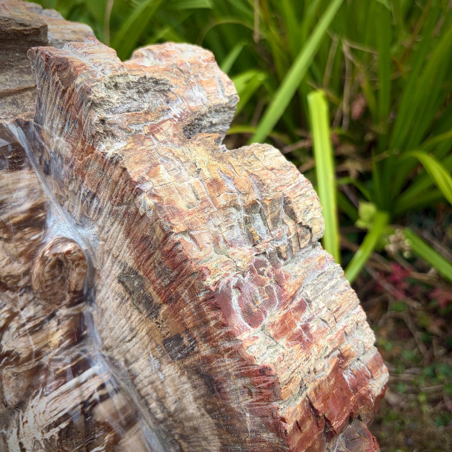 XXL Laughing Buddha Fossil Wood Slab | 52.6kg